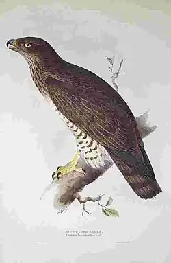 Circaetus gallicus(1832-1837), John Gould, The Birds of Europe