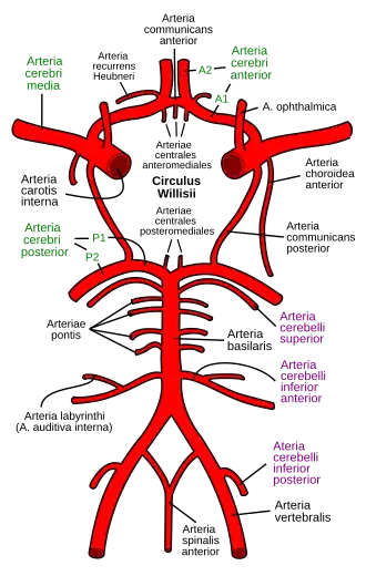 Schematische weergave van de cirkel van Willis, de hersenslagaders en de hersenstam