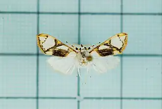 Cirrhochrista bracteolalis