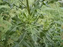 De gestekelde bladeren zijn plat en ongedeeld of veerspletig en gekroesd.