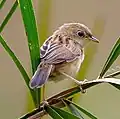 Goudkopgraszanger (Cisticola exilis)