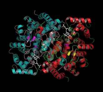 Kwartaire structuur van kippencitraatsynthase met gebonden oxaalazijnzuur (magenta) en Acetyl-CoA-Analogon (CMX, wit).