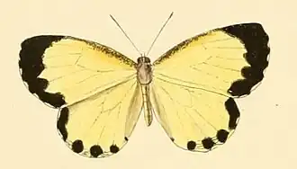 Citrinophila erastus