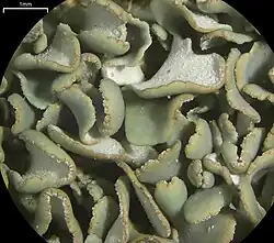Primair thallus van Cladonia polycarpoides