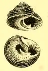 Clanculus consobrinus