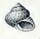 Clanculus tonnerrei