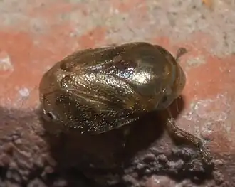 Clastoptera xanthocephala