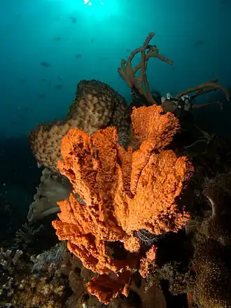 Clathria (Wilsonella) tuberosa