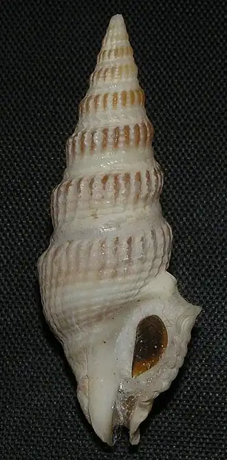 Clathrodrillia gibbosa