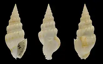 Clathrodrillia petuchi