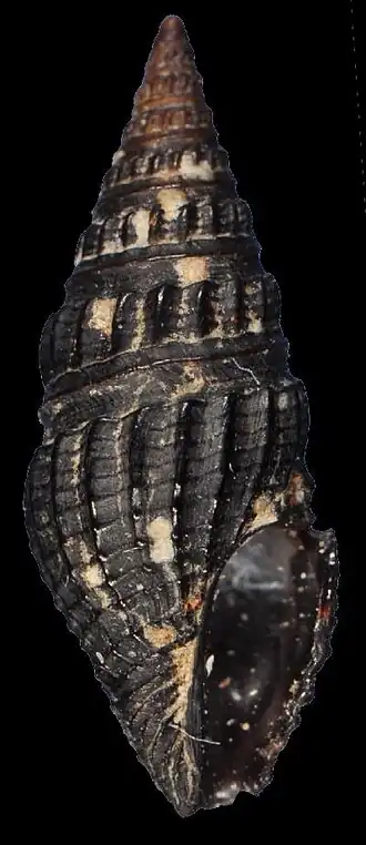 Clathrodrillia solida