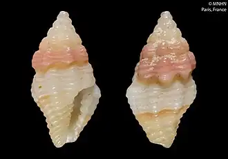 Clathurella aubryana