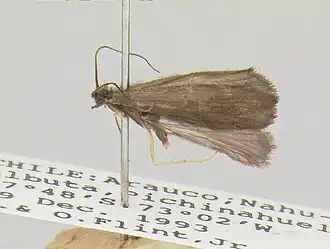 Clavichorema pillimpilli