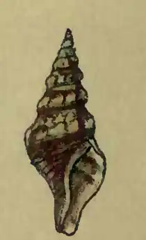 Clavus putillus