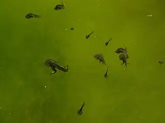 Larven van de klauwkikker (Xenopus) leven van plankton en hebben voelsprieten.