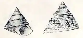 Clelandella miliaris