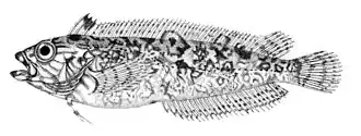 Clinus superciliosus