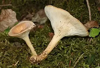 Clitocybe gibba