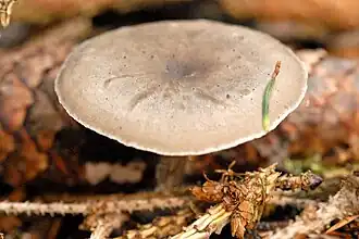 Kleinsporige trechterzwam