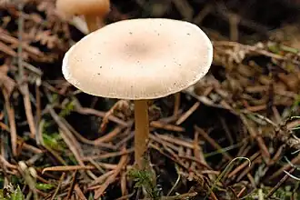 Clitocybe vibecina