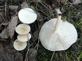 Clitocybe candicans