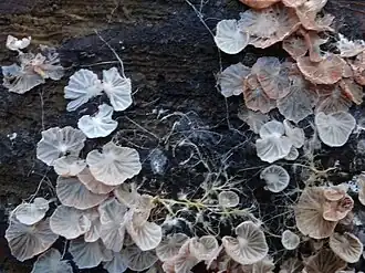 Gewone schelpjesmolenaar