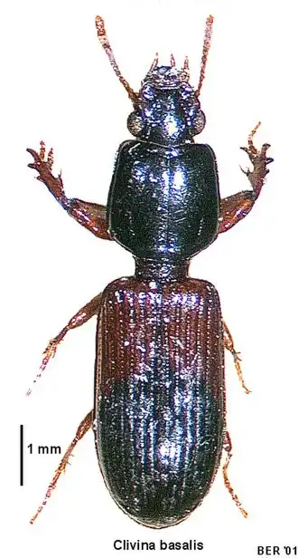 Clivina basalis