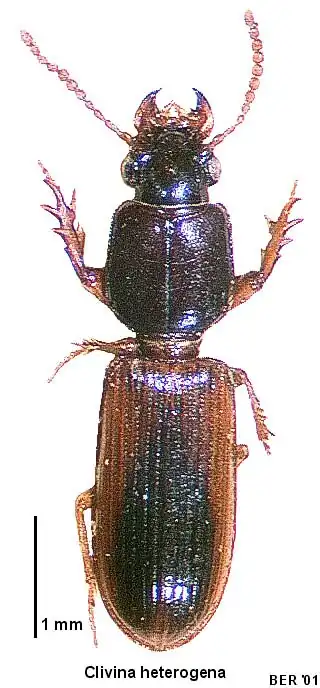 Clivina heterogena