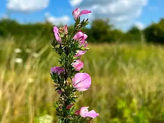 Close-up van de bloeiwijze van kattendoorn.