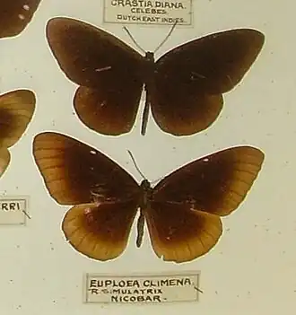 Euploea climena