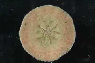 Clypeaster cyclopilus