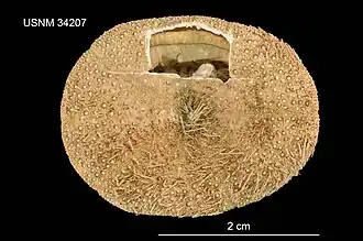 Clypeaster lytopetalus