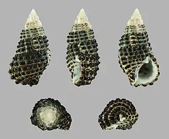 Clypeomorus bifasciata