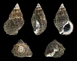 Clypeomorus subbrevicula