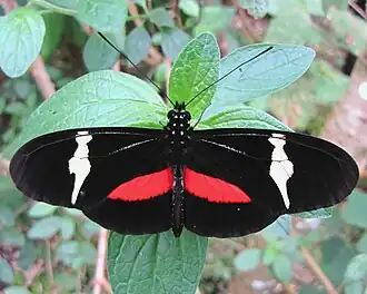 Heliconius clysonymus