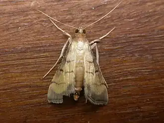 Cnaphalocrocis bilinealis