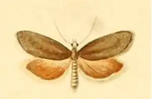 Cnephasia abrasana