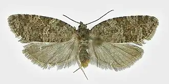 Fijne spikkelbladroller