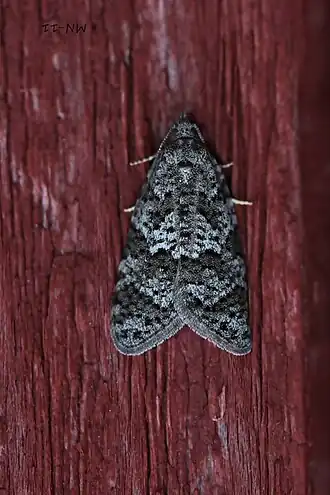 Fijne spikkelbladroller