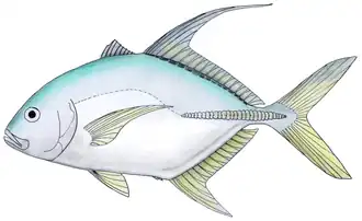 Carangoides oblongus