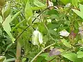 Klokwinde(Cobaea scandens)