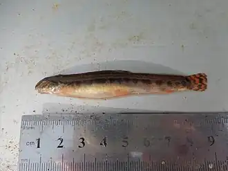 Cobitis elongatoides