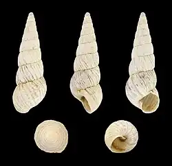 Cochlicella acuta raphidia