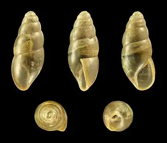 Glanzende agaathoren