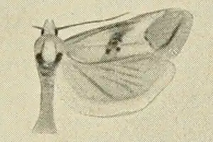 Cochylimorpha diana