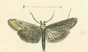 Cochylimorpha elongana