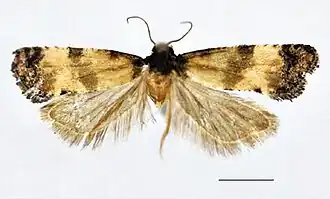 Cochylis discerta