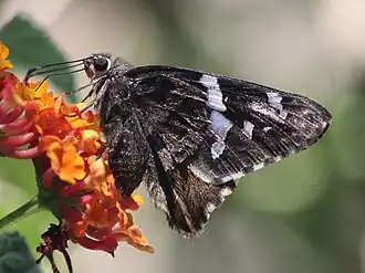 Codatractus arizonensis