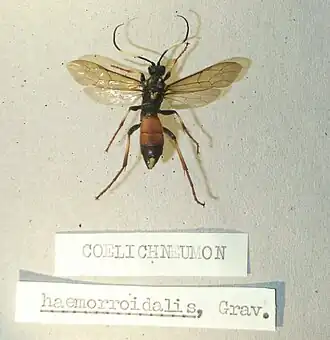 Coelichneumon haemorrhoidalis
