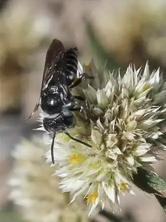 Coelioxys albolineata